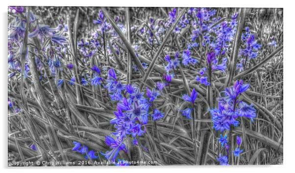 Springtime Blue  Acrylic by Chris Williams