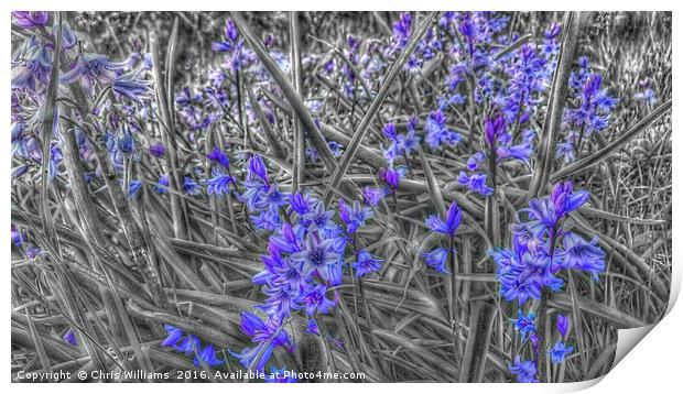Springtime Blue  Print by Chris Williams