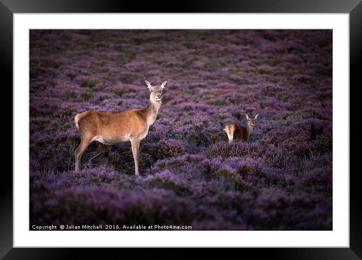 Deer on Dunwich Heath Framed Mounted Print by Julian Mitchell