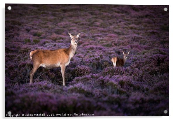 Deer on Dunwich Heath Acrylic by Julian Mitchell