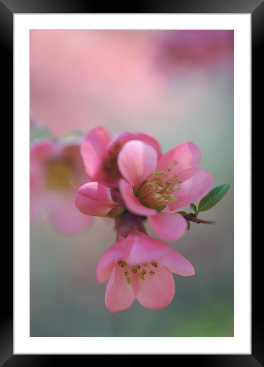 Japanese Flowering Quince                          Framed Mounted Print by Jenny Rainbow
