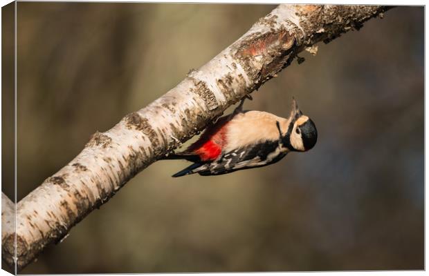 Great Spotted Woodpecker Dendrocopos major Canvas Print by Bob Barnes