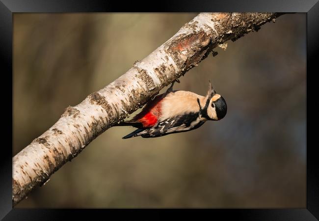 Great Spotted Woodpecker Dendrocopos major Framed Print by Bob Barnes
