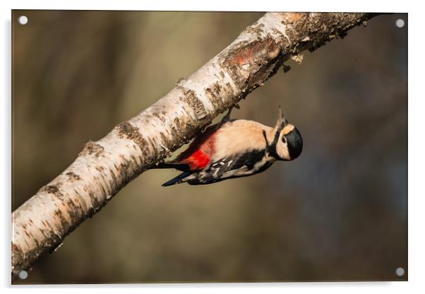 Great Spotted Woodpecker Dendrocopos major Acrylic by Bob Barnes
