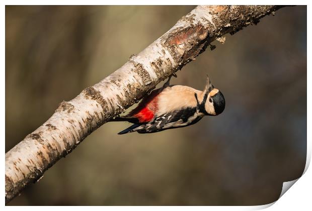 Great Spotted Woodpecker Dendrocopos major Print by Bob Barnes
