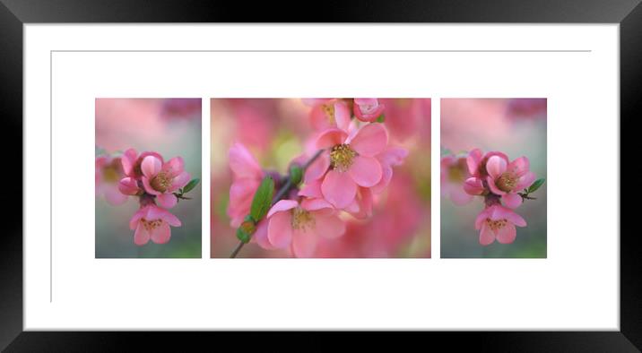 The Tender Spring Blooms. Triptych Framed Mounted Print by Jenny Rainbow