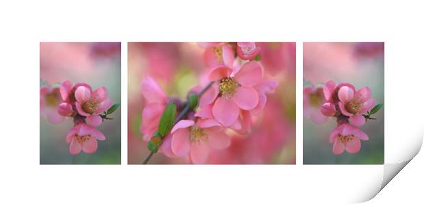 The Tender Spring Blooms. Triptych Print by Jenny Rainbow