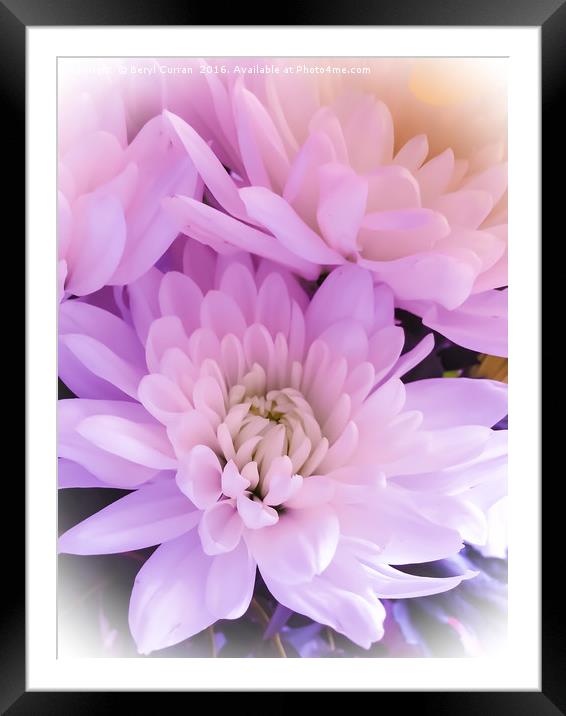Majestic Pink Chrysanthemums Framed Mounted Print by Beryl Curran