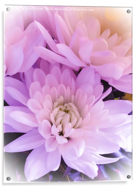 Majestic Pink Chrysanthemums Acrylic by Beryl Curran