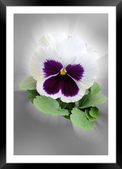 Pansy purple white Framed Mounted Print by Marinela Feier
