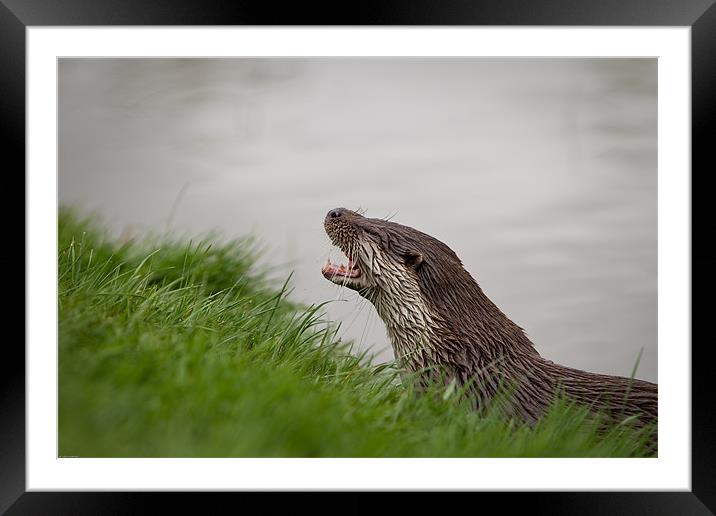 A little bit otter Framed Mounted Print by Simon Wrigglesworth