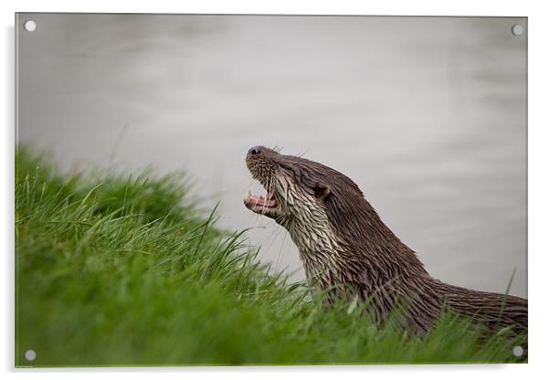 A little bit otter Acrylic by Simon Wrigglesworth