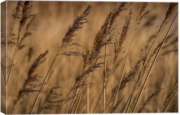Reeds Canvas Print by Charlotte Moon