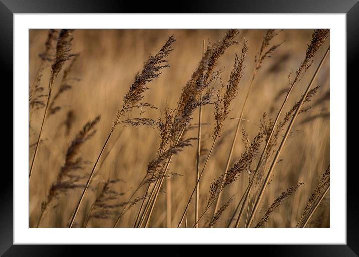 Reeds Framed Mounted Print by Charlotte Moon