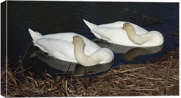 Sleepy swans Canvas Print by Andrew Cummings