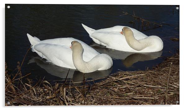 Sleepy swans Acrylic by Andrew Cummings