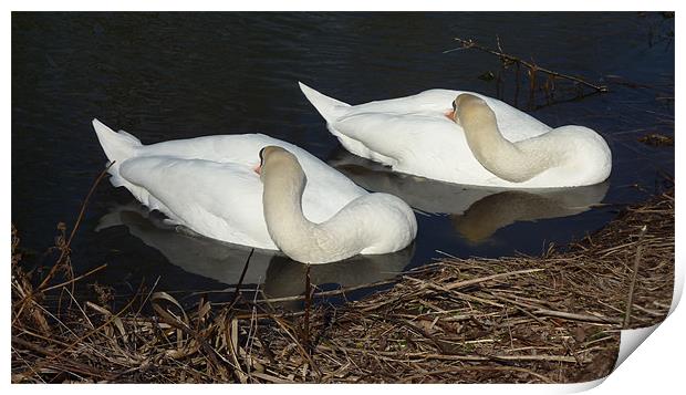 Sleepy swans Print by Andrew Cummings
