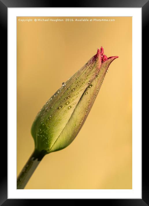 Tulip Triumph Framed Mounted Print by Michael Houghton