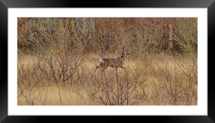 On the Run Framed Mounted Print by John Ellis