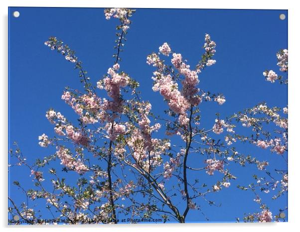 Blossom  Acrylic by Harvey Watson