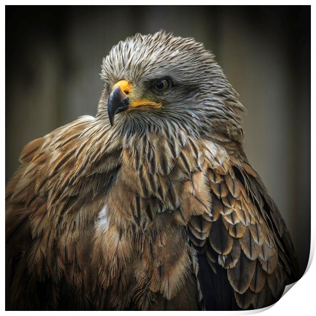 Black kite  Print by chris smith