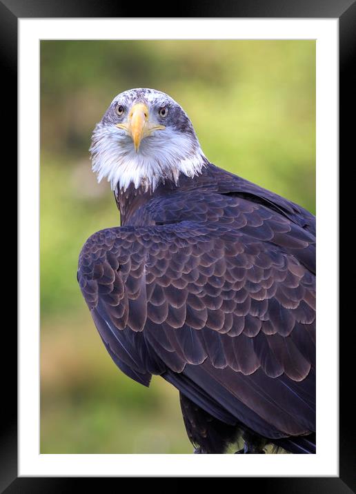 Bald eagle  Framed Mounted Print by chris smith