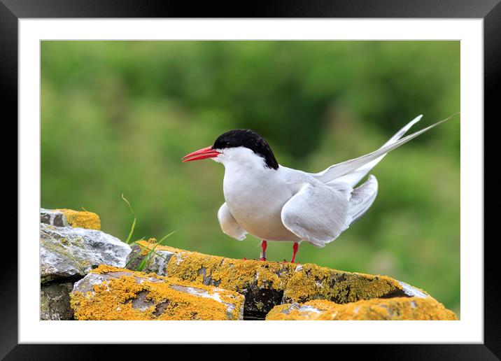 Arctic tern Framed Mounted Print by chris smith