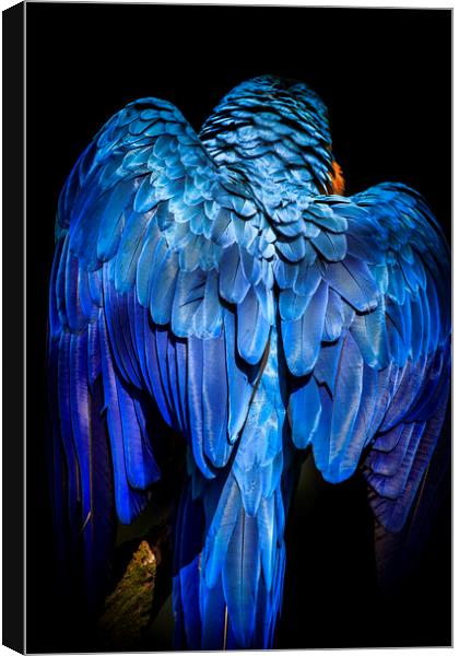 Blue-and-yellow macaw  Canvas Print by chris smith