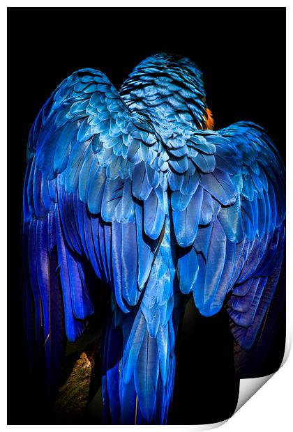 Blue-and-yellow macaw  Print by chris smith
