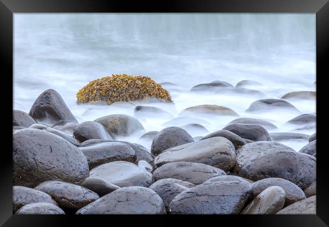 tranquil seaweed Framed Print by chris smith