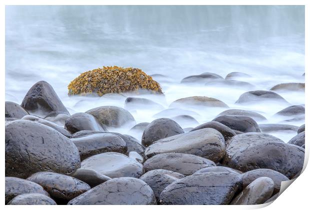 tranquil seaweed Print by chris smith