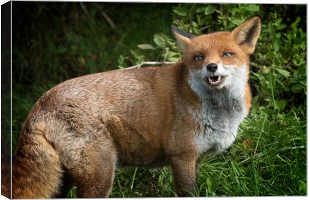 The laughing fox     Canvas Print by chris smith