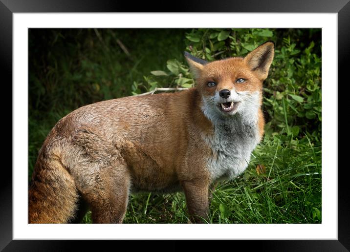 The laughing fox     Framed Mounted Print by chris smith