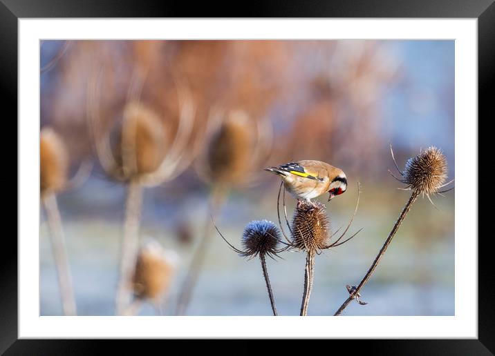 Goldfinch (Carduelis-carduelis)  Framed Mounted Print by chris smith