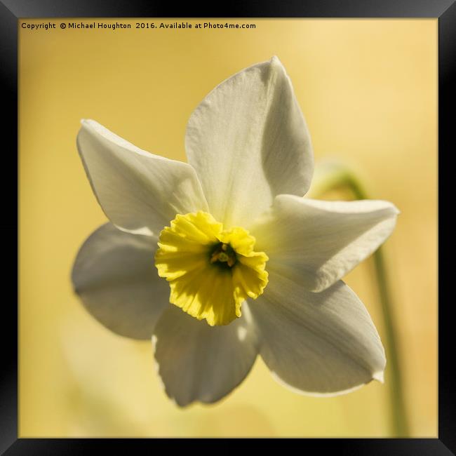 White Narcissus Framed Print by Michael Houghton