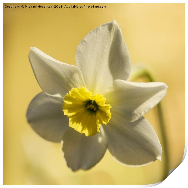 White Narcissus Print by Michael Houghton