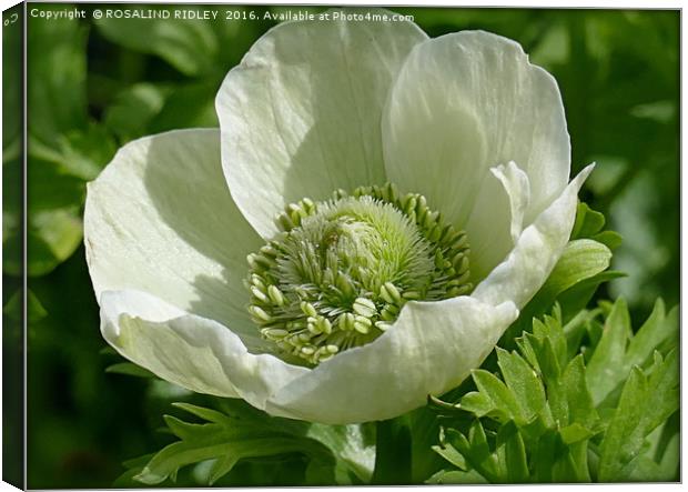 "WHITE ANEMONE" Canvas Print by ROS RIDLEY