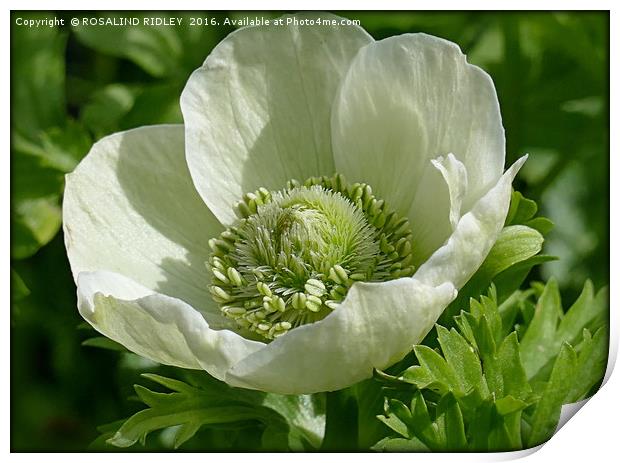 "WHITE ANEMONE" Print by ROS RIDLEY