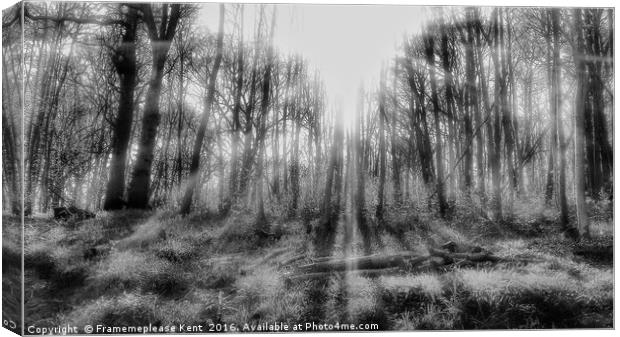 Tenterden morning sunlight in the woods  Canvas Print by Framemeplease UK