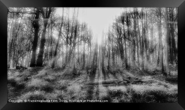 Tenterden morning sunlight in the woods  Framed Print by Framemeplease UK