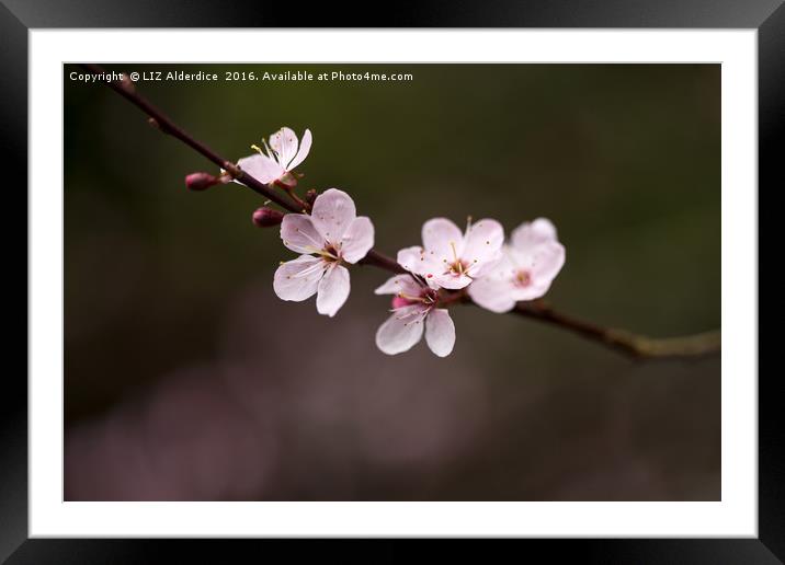 Sakura Framed Mounted Print by LIZ Alderdice