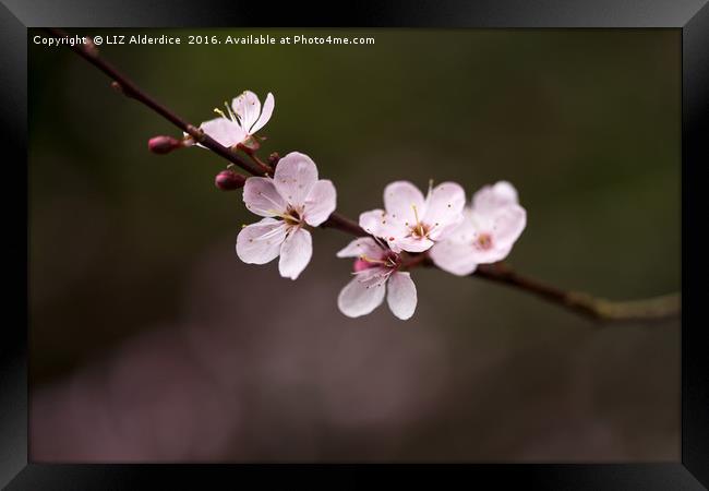 Sakura Framed Print by LIZ Alderdice