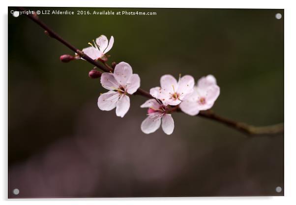 Sakura Acrylic by LIZ Alderdice