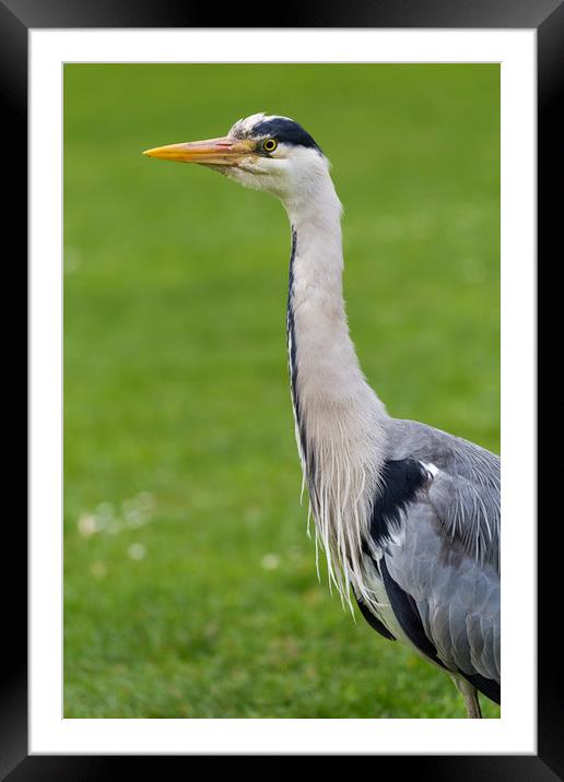 The Watchful Heron Framed Mounted Print by David Pyatt