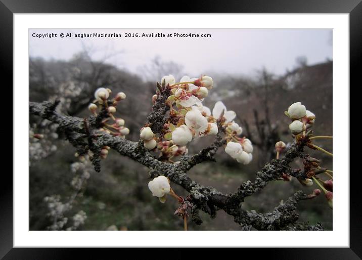 Wild plum's blossoms 2, Framed Mounted Print by Ali asghar Mazinanian