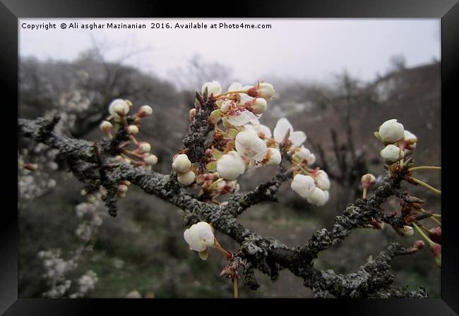 Wild plum's blossoms 2, Framed Print by Ali asghar Mazinanian