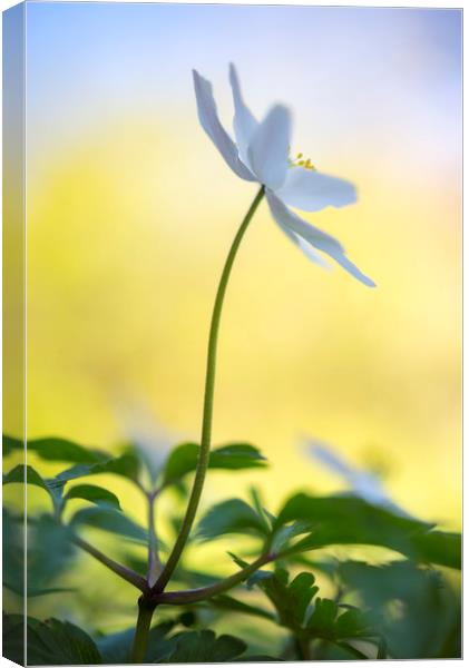 Wood Anemone Canvas Print by Andrew Kearton