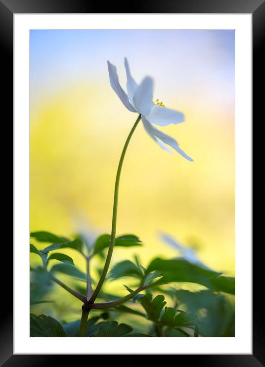Wood Anemone Framed Mounted Print by Andrew Kearton