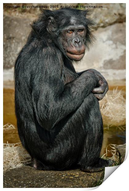 Bonobo Print by rawshutterbug 