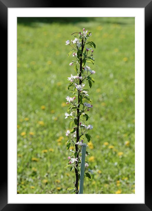 first flowering sprig of apple Framed Mounted Print by Adrian Bud